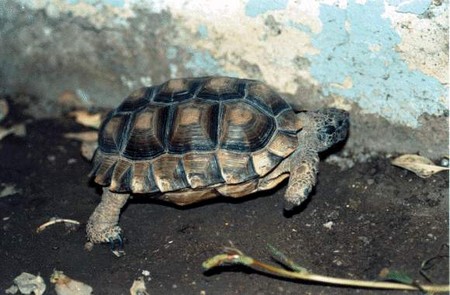 Galápagos, le isole dell’evoluzione