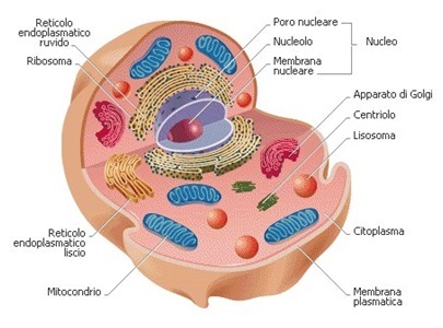 Come diventare un asso della Biologia