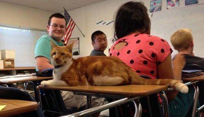 Bubba, il gatto che è uno studente modello
