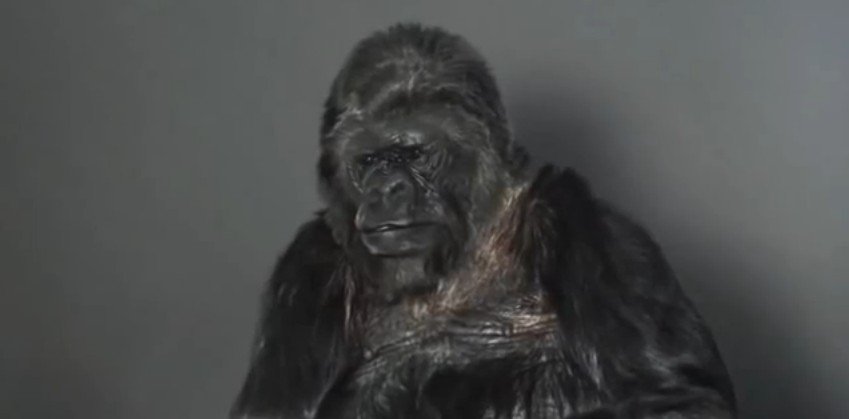 Il gorilla sa parlare ed è ambientalista: il video
