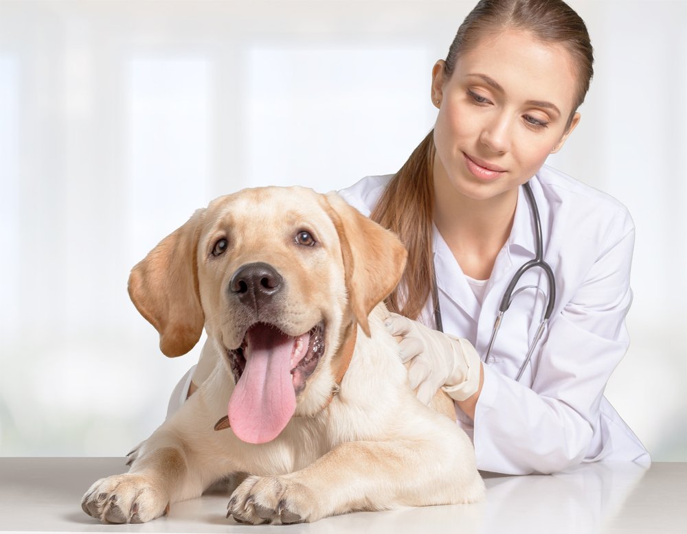 Test veterinaria 2016: posti disponibili