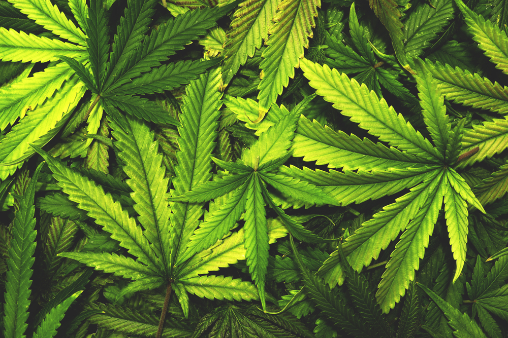 Cannabis: cosa potrebbe cambiare con la nuova legge