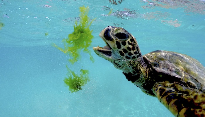 Isole Hawaii: 7 attività da fare ogni giorno nell’oceano