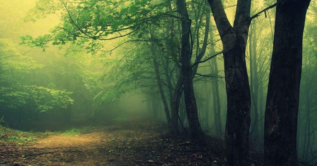 In Romania il bosco infestato dagli spettri