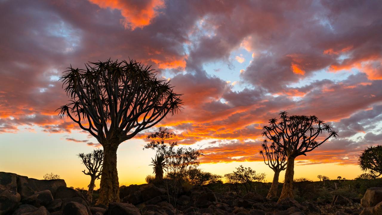 Collegamenti sull'Africa per la Maturità: argomenti ed esempi