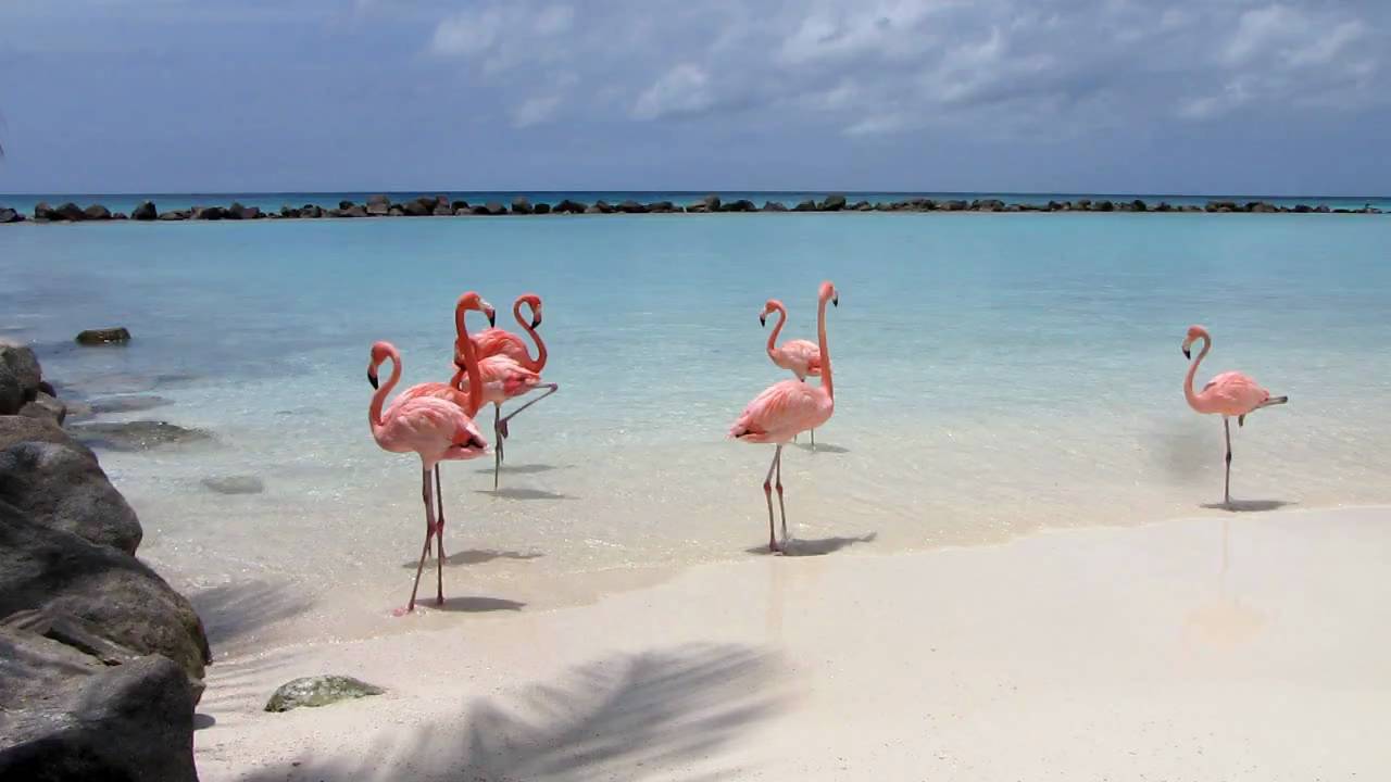 Caraibi: cosa vedere e quando andare ad Aruba, l'isola dei fenicotteri rosa