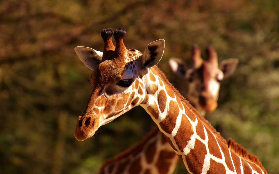 Perché le giraffe hanno il collo lungo: spiegazione