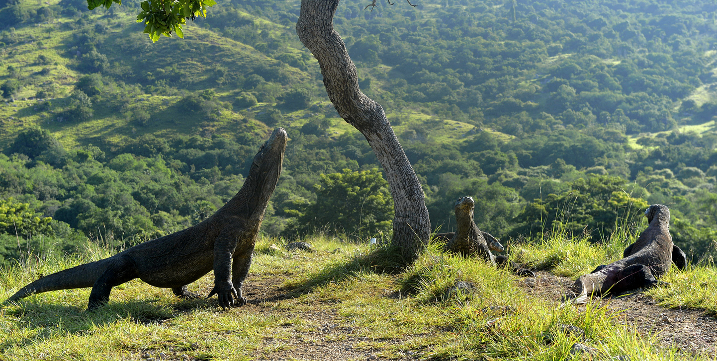 Parco Nazionale di Komodo: dove si trova e come arrivare