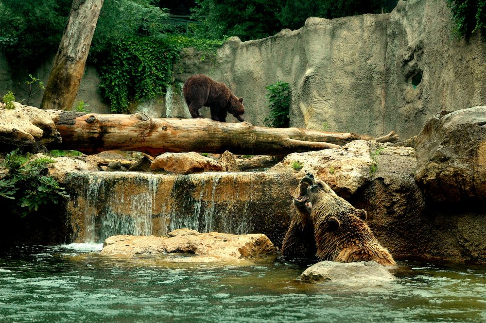 Bioparco di Roma: animali, mappa, orari