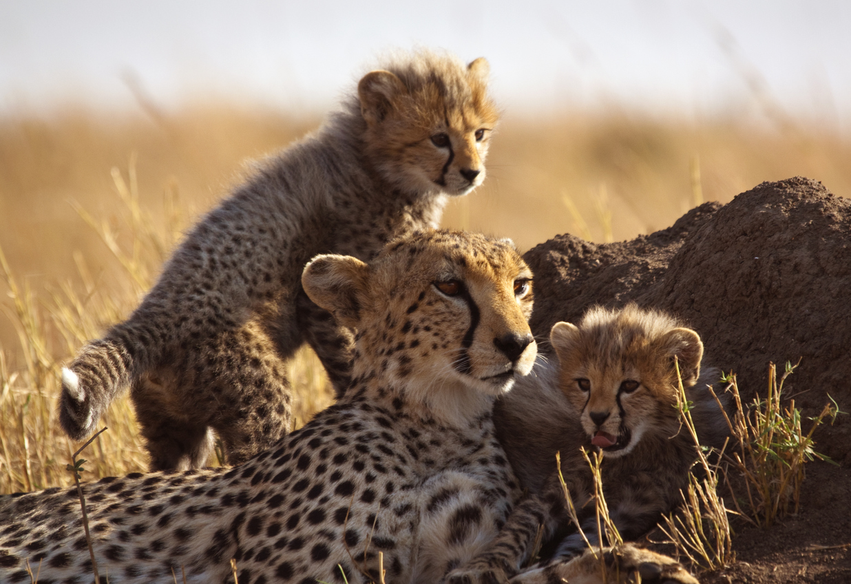 Zoosafari: orari, prezzi, attrazioni