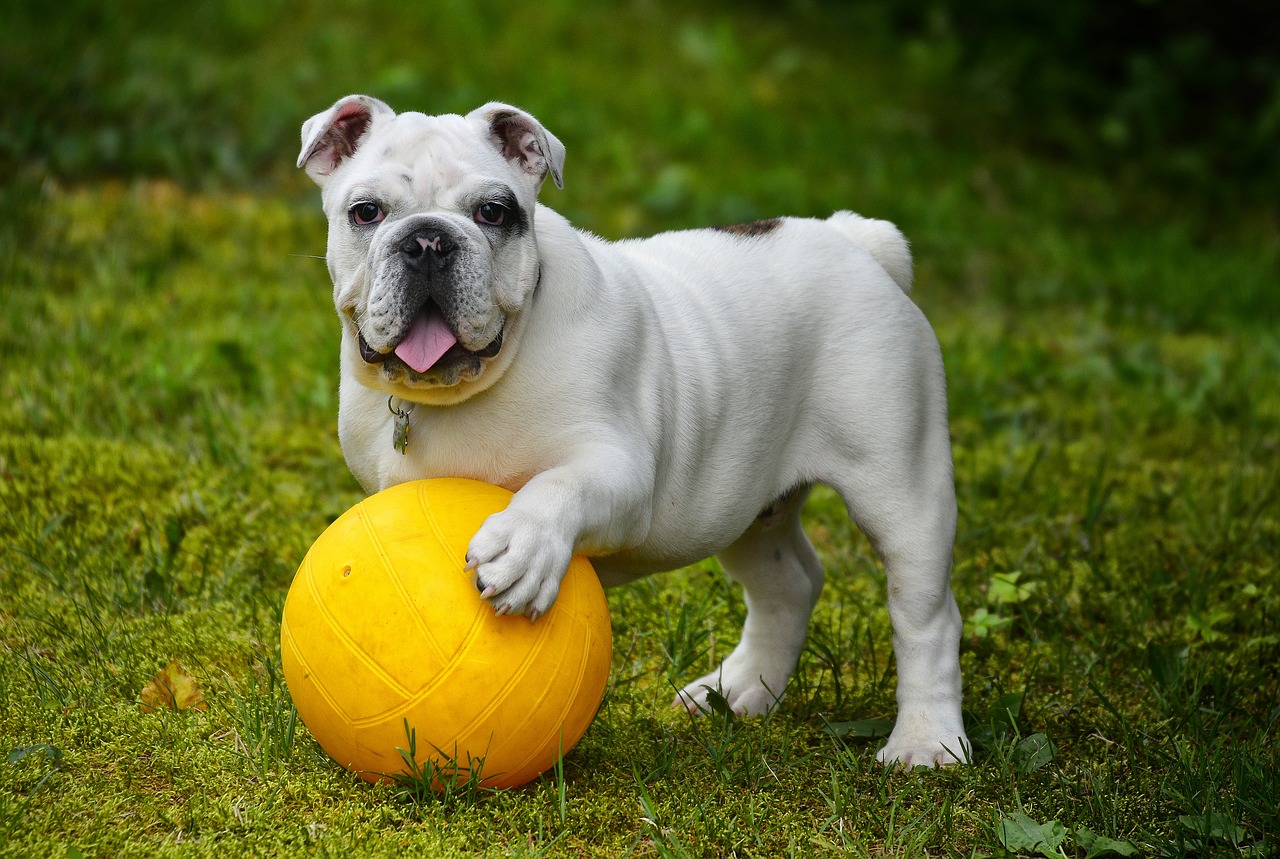 Esci il cane: si può dire per l'Accademia della Crusca?