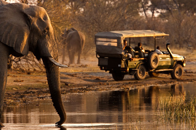 Safari in Africa, le 15 destinazioni migliori
