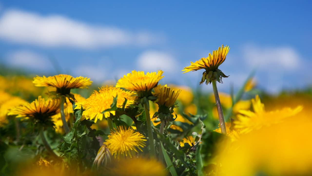 Primavera, frasi celebri sulla stagione