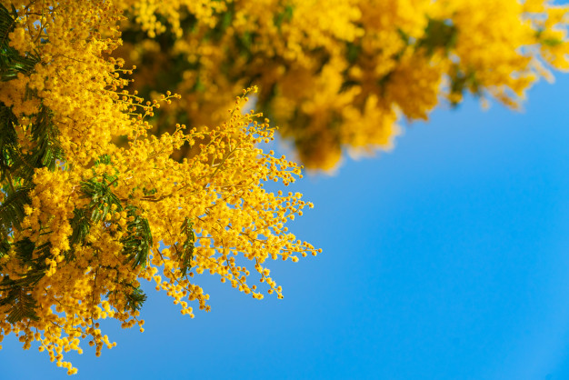 Perché la mimosa è il fiore della Festa delle Donne