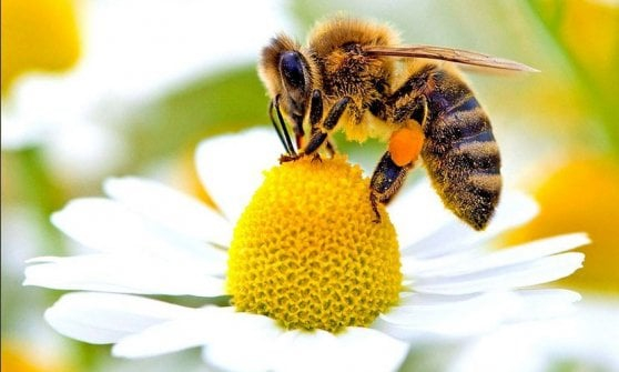 Giornata mondiale delle api: perché si celebra il 20 maggio