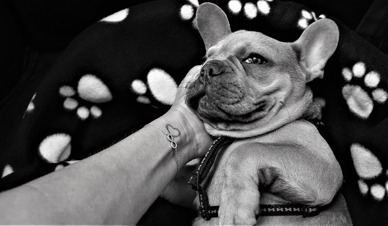 Tatuaggi sui cani, frasi e idee significative