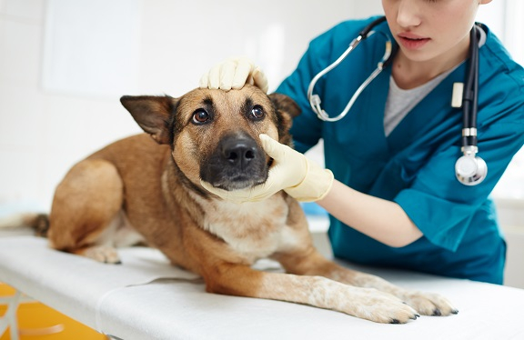 Quale liceo scegliere per fare il veterinario