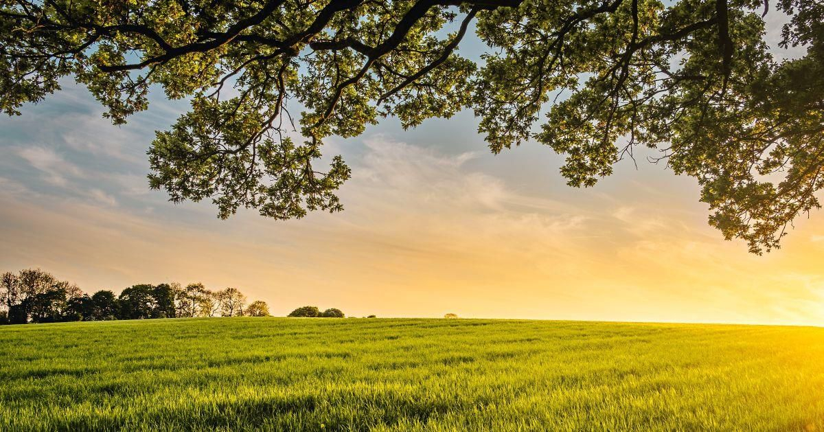 L-26: Classe di Laurea Triennale in Scienze e Tecnologie Agro-Alimentari