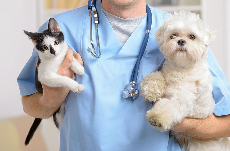 Test ingresso Veterinaria 2022: iscrizione, domande, difficoltà