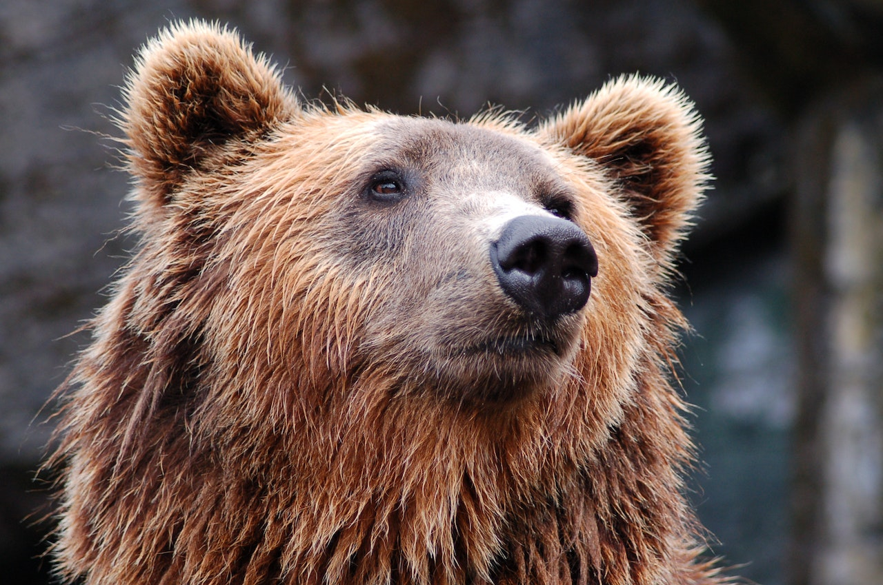 Preside si trova di fronte un orso che sbuca da un cassonetto