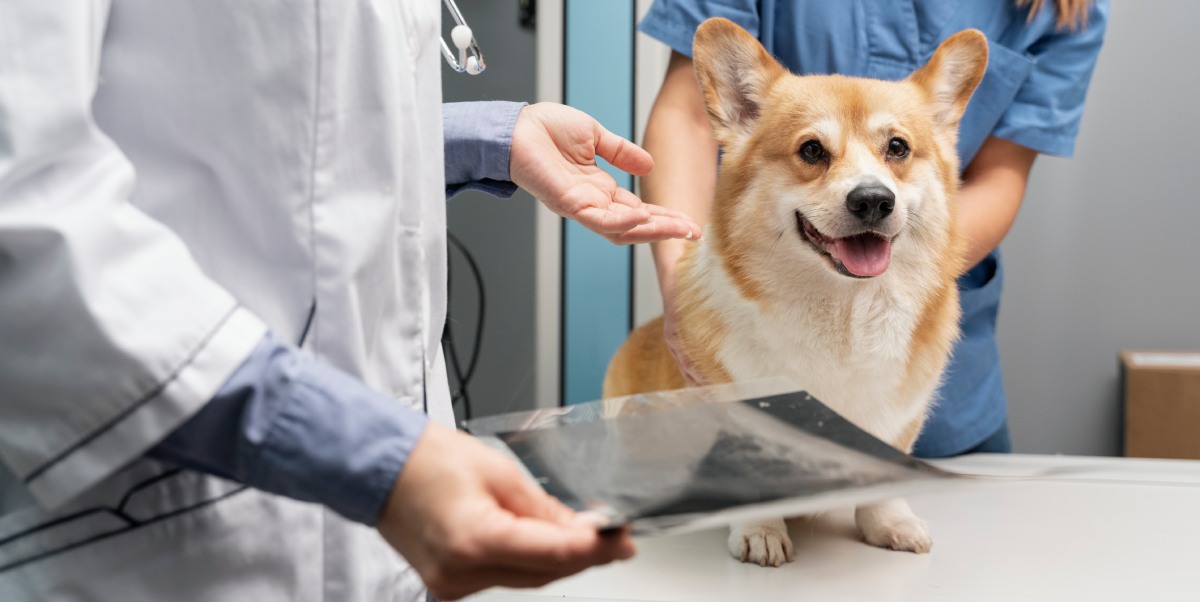 Facoltà di Medicina Veterinaria: università, corsi di laurea, materie ed esami