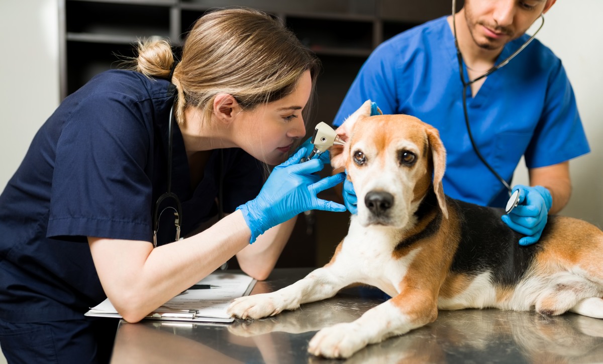 facoltà di medicina veterinaria