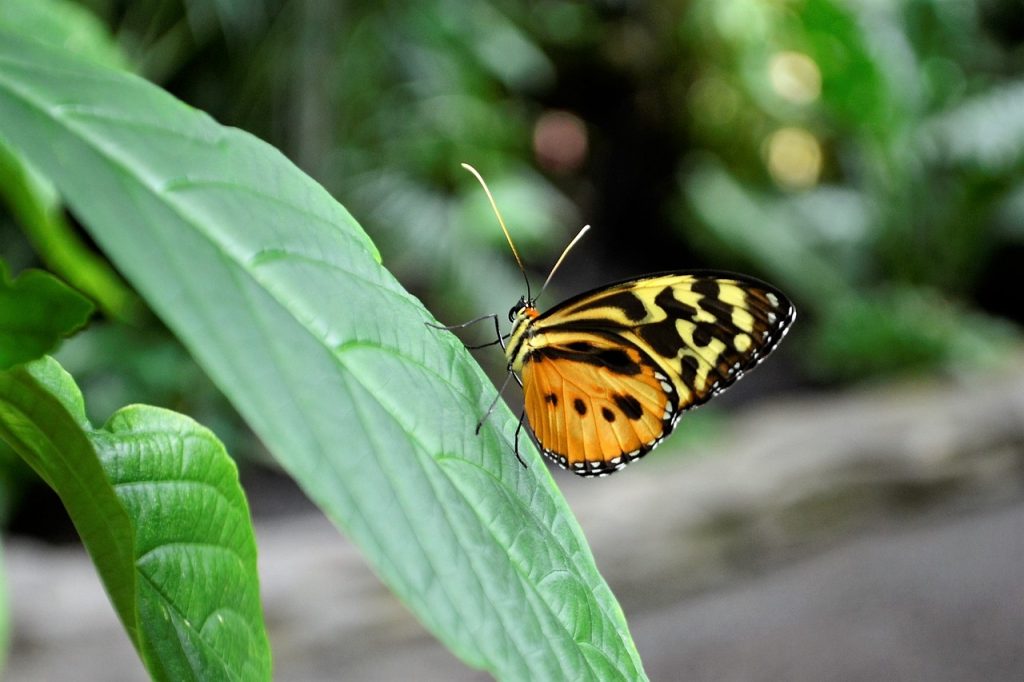 Facoltà di Scienze Ambientali e Naturali: università, corsi di laurea, materie ed esami