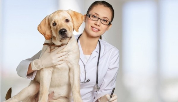 test veterinaria 2025
