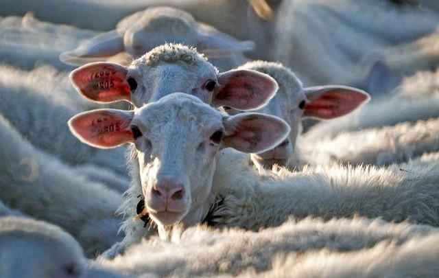 Francia: genitori iscrivono quattro pecore a scuola per non chiudere una classe