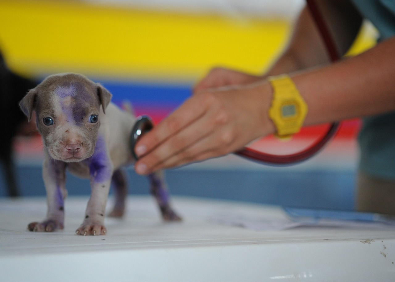 Test Veterinaria 2024: ecco tutto quello che devi sapere