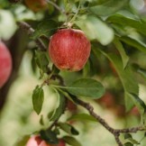 Divina Commedia, Canto 23 Purgatorio: testo, parafrasi e figure retoriche