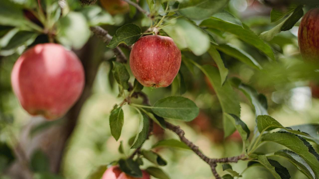 Divina Commedia, Canto 23 Purgatorio: testo, parafrasi e figure retoriche