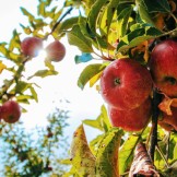 Divina Commedia, Canto 26 Paradiso: testo, parafrasi e figure retoriche