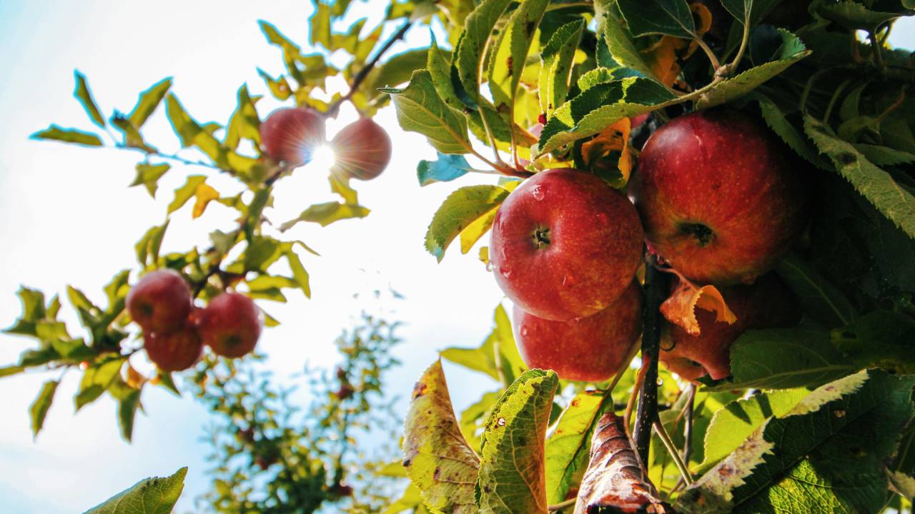Divina Commedia, Canto 26 Paradiso: testo, parafrasi e figure retoriche