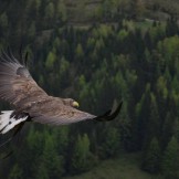 Divina Commedia, Canto 32 Purgatorio: testo, parafrasi e figure retoriche