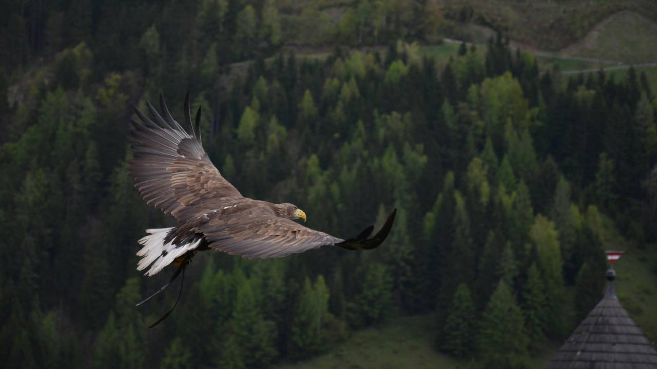 Divina Commedia, Canto 32 Purgatorio: testo, parafrasi e figure retoriche