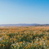 Divina Commedia, Canto 7 Purgatorio: testo, parafrasi e figure retoriche