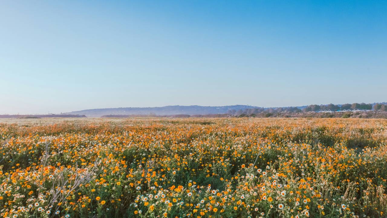 Divina Commedia, Canto 7 Purgatorio: testo, parafrasi e figure retoriche