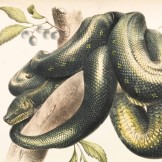 Divina Commedia, Canto 8 Purgatorio: testo, parafrasi e figure retoriche