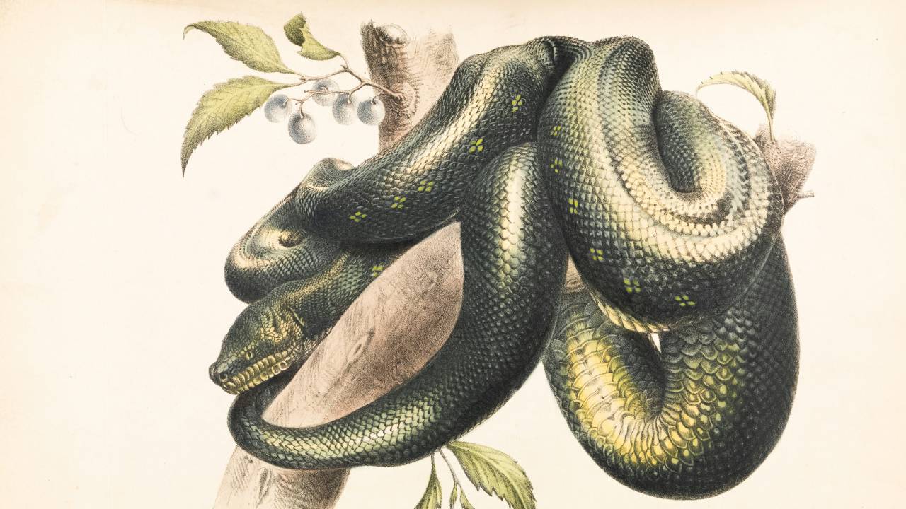 Divina Commedia, Canto 8 Purgatorio: testo, parafrasi e figure retoriche