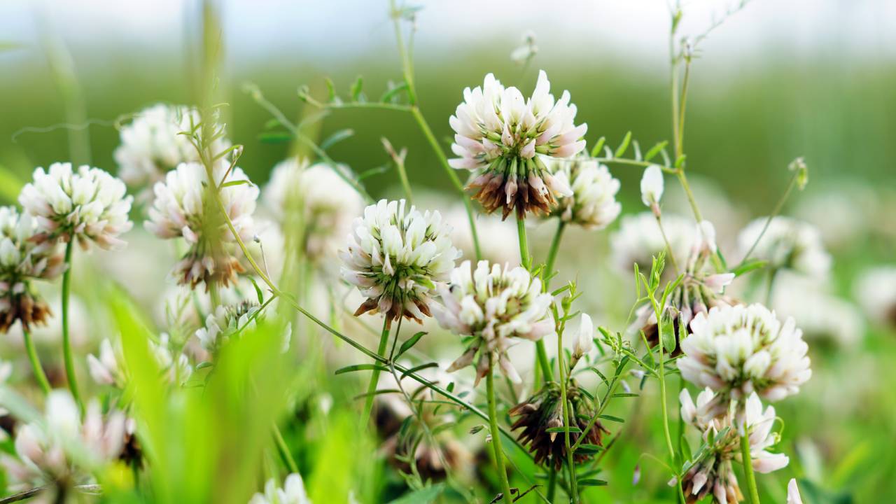 Maturità 2026, i pollini abbassano i voti: lo studio su 100mila esami in Finlandia