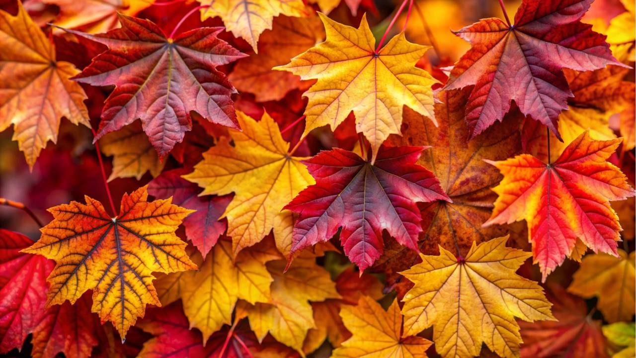 Equinozio d'autunno 2026, il 23 settembre alle 2:05: ecco perché non è il 21