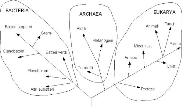 Classificazione dei Procarioti