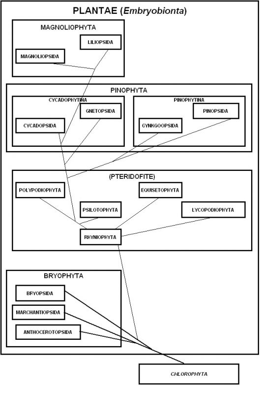 Fig. 1  Il regno vegetale (Embryobionta). Le linee indicano i possibili legami filogenetici tra le piante. 