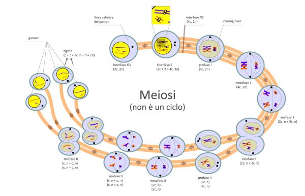 Le fasi della meiosi