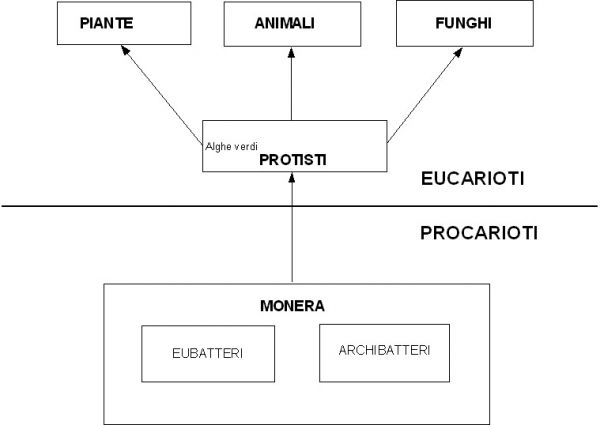 Schema Procarioti e Eucarioti