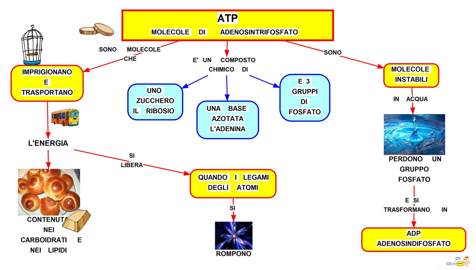 ATP - Molecole di Adenosintrifosfato