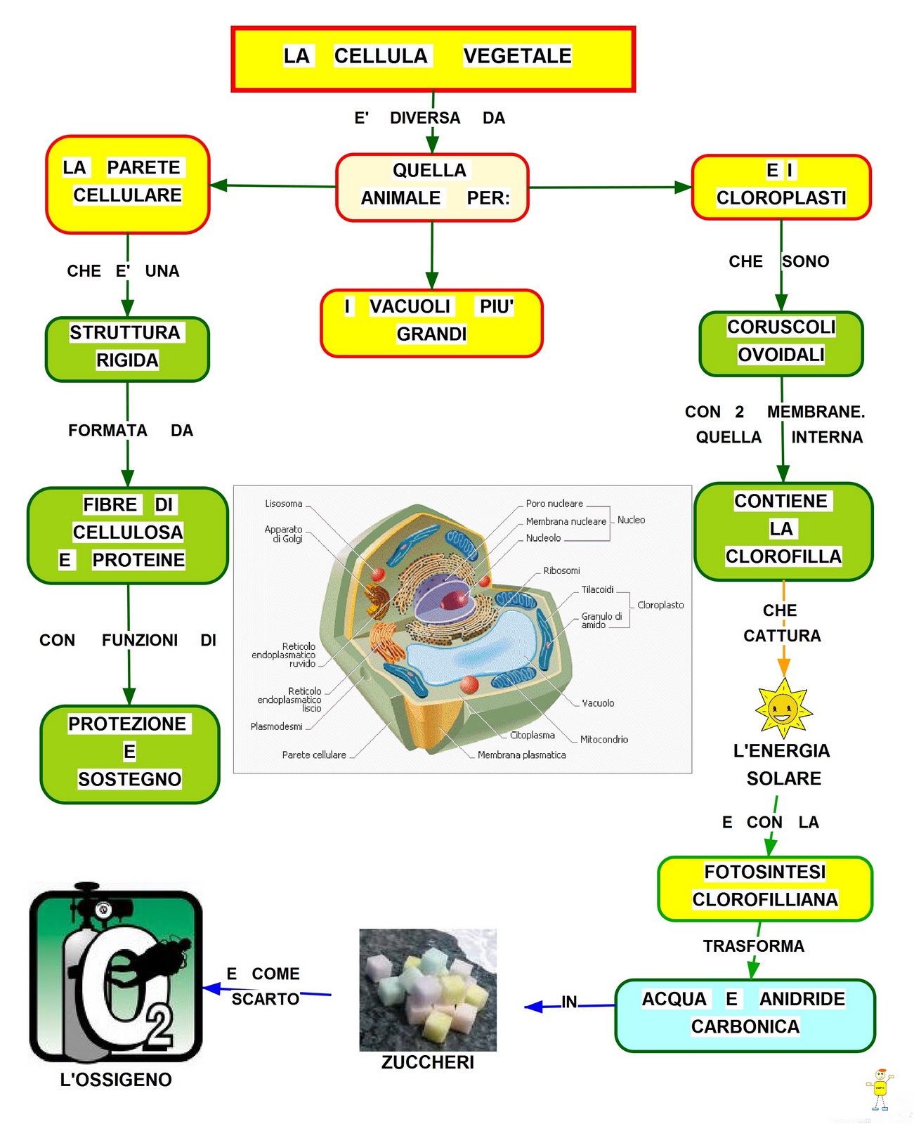 La cellula vegetale mappa concettuale