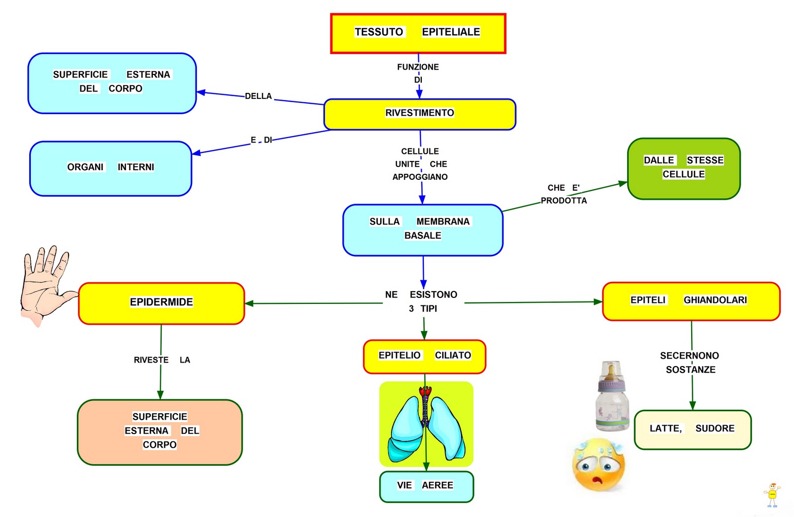 Mappa concettuale tessuto epiteliale
