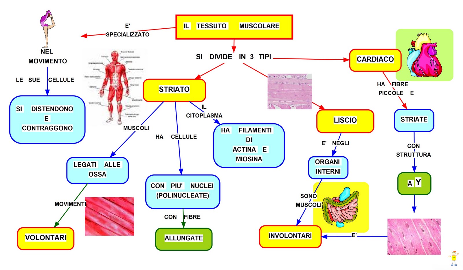 Il tessuto muscolare mappa concettuale